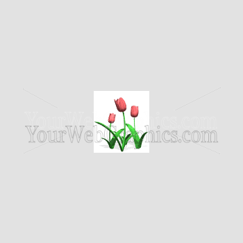 illustration - tulipspink-gif